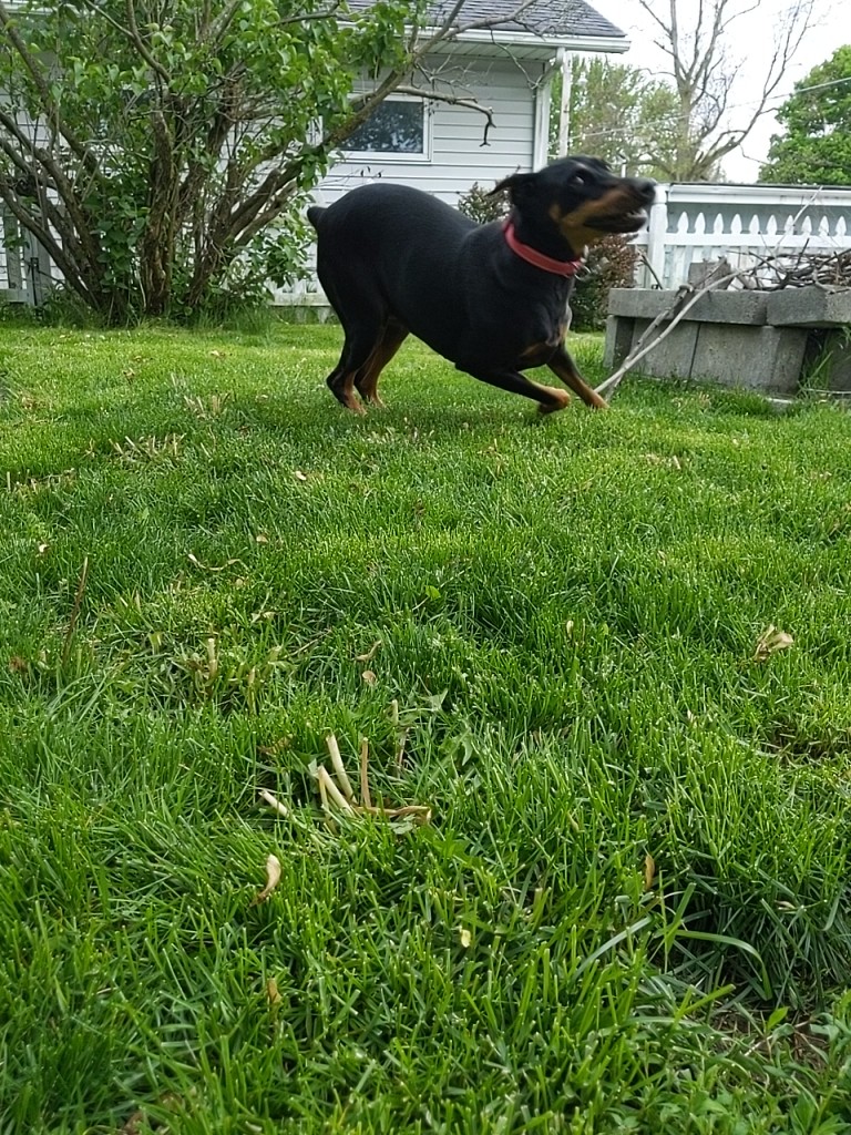 pup